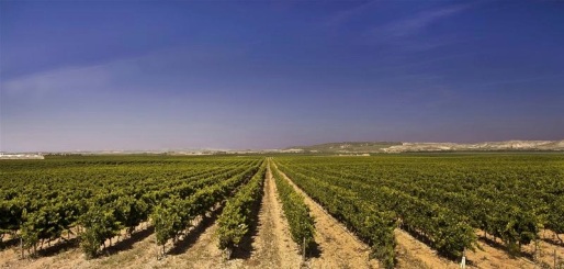 Vines in Ribera Baja.