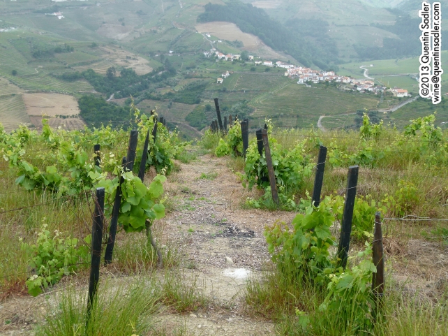 The Abandanado Vineyard, these ancient vines create an extraordinary wine.