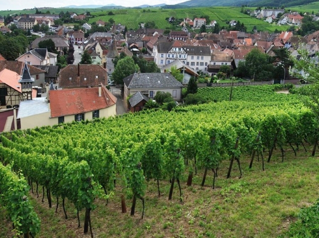 Trimbach vineyards in Ribeauvillé, courtesy of Maison Trimbach.