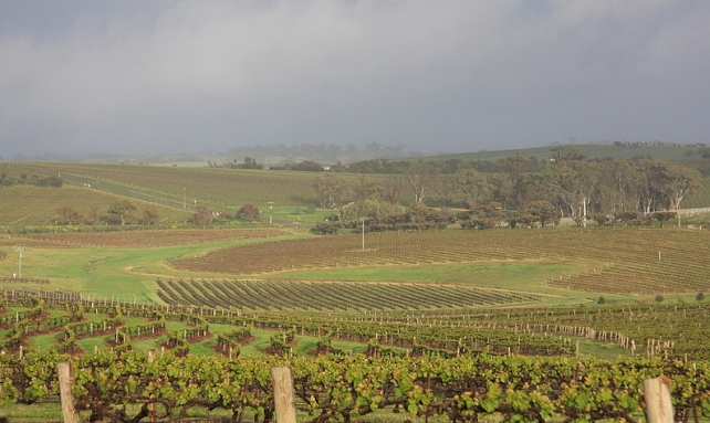 Clare Valley Vines at Taylors Wine. Photo courtesy of Taylors Wines.