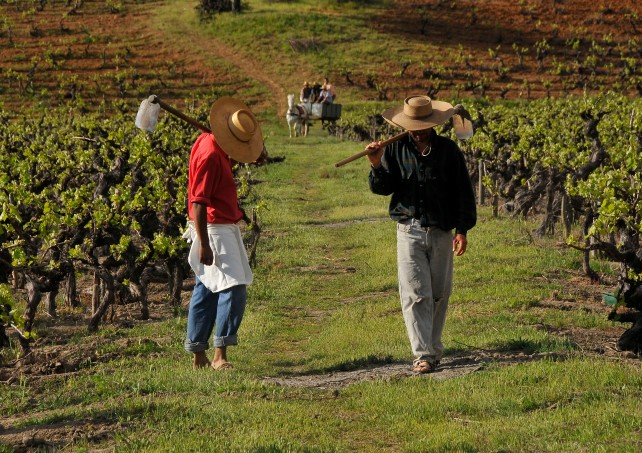 Miguel Torres Chile, vineyards. Photo courtesy of the winery.